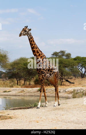 Giraffe (Giraffa camelopardalis), male at waterhole, Tarangire National Park, Tanzania Stock Photo