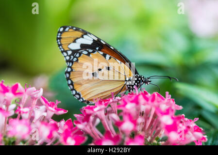 Monarch butterfly (Danaus plexippus) on pink flower, captive Stock Photo