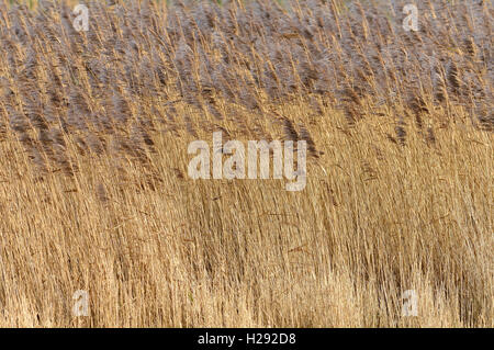 Common reeds (Phragmites australis) in wind, Kleipütten von Hauen nature reserve, Greetsiel, North Sea, Lower Saxony, Germany Stock Photo
