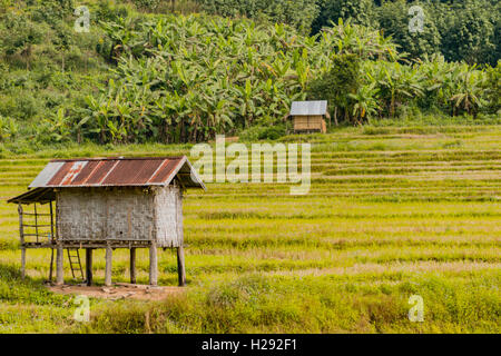 Rice paddies after harvest, small hut, Luang Namtha, Luang Namtha Province, Laos Stock Photo