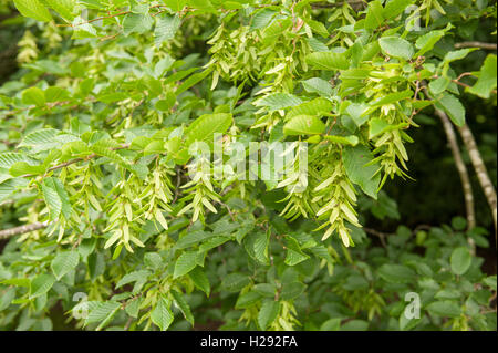 Hornbeam a deciduous broadleaf tree native to the south of the UK green winged fruits samaras Stock Photo