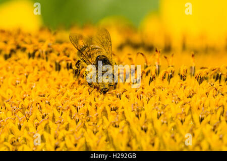 Carniolan honey bee (Apis mellifera carnica) is collecting nectar at a common sunflower (Helianthus annuus) blossom, Saxony Stock Photo