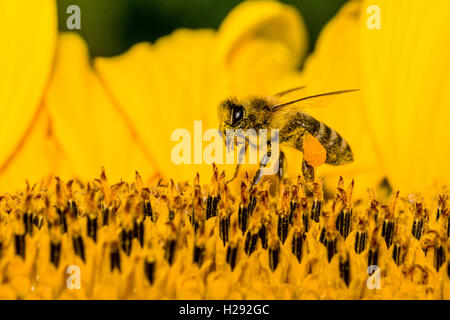 Carniolan honey bee (Apis mellifera carnica) is collecting nectar at a common sunflower (Helianthus annuus) blossom, Saxony Stock Photo