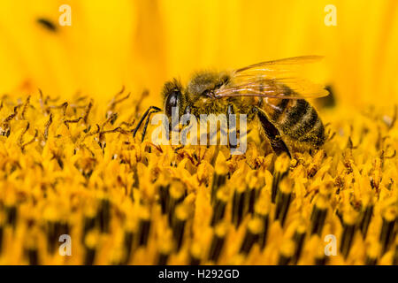 Carniolan honey bee (Apis mellifera carnica) is collecting nectar at a common sunflower (Helianthus annuus) blossom, Saxony Stock Photo