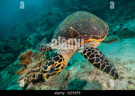 Hawksbill Sea Turtle flowing in Indian ocean Stock Photo