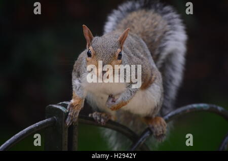 Squirrel poses on railings Stock Photo