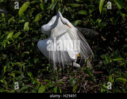 A White Egret assumes an artistic sinuous pose as it reaches back to clean its aigrettes with its long flexible neck.. Stock Photo