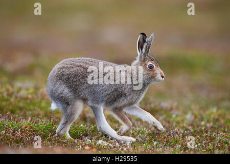 Mountain hare (Lepus timidus), Scotland, UK Stock Photo