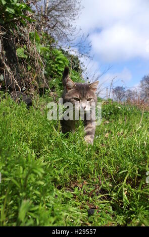 Tabby cat hunting in garden Stock Photo - Alamy
