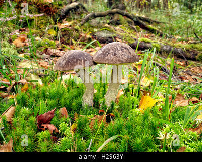 Two birch bolete wild mushrooms growing in green moss, colorful leaves, fallen tree branches Stock Photo