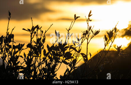 Sky at sunset seen through tops of trees. Stock Photo