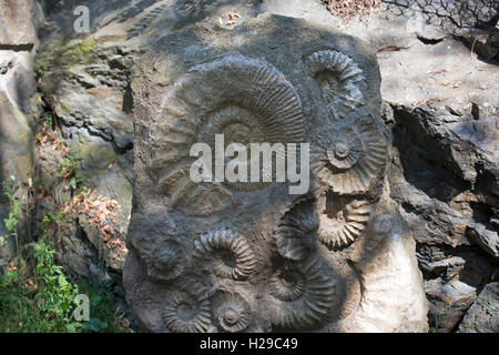 Geological finds in Prague Zoo Czech Republic Stock Photo