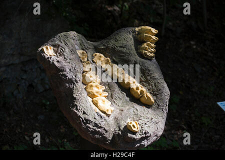 Geological finds in Prague Zoo Czech Republic Stock Photo