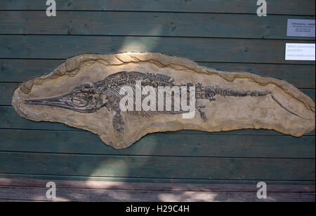 Geological finds in Prague Zoo Czech Republic Stock Photo