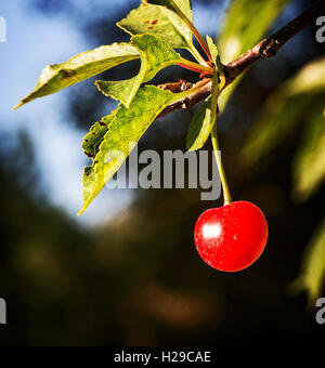 Michigan Cherry Tree Stock Photo - Alamy