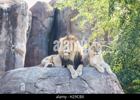 Male and female lion sitting on a rock. Stock Photo