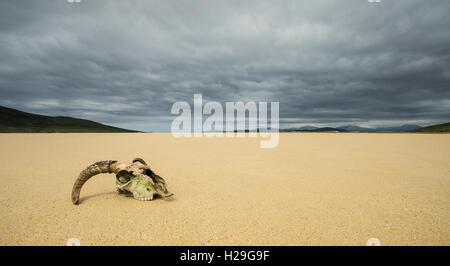 Sheep skull on the sands of Northton Beach, Isle of Harris, Outer Hebrides, Scotland Stock Photo