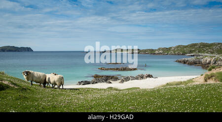 Sheep on the Machair at Bostadh Beach, Isle of Lewis, Outer Hebrides, Scotland Stock Photo