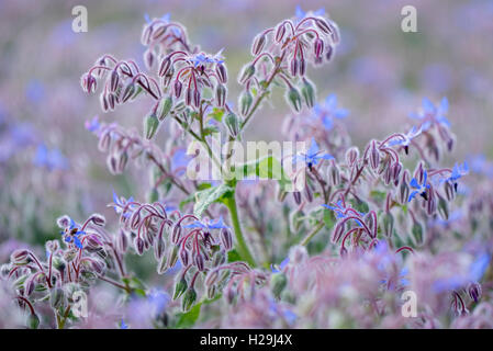 Borage field at Stillingfleet village York North Yorkshire Stock Photo