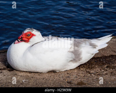 Brightly coloured female Muscovy Duck Cairina moschata resting by a pond Stock Photo