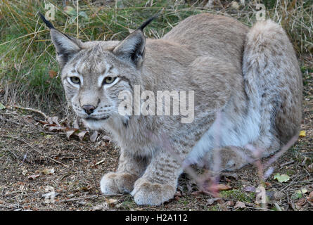 A lynx inside the lynx enclosure at Rabenklippe near Bad Harzburg in the Harz range, Germany, 08 September 2016. Photo: Holger Holleman/dpa Stock Photo