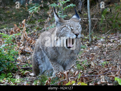 A lynx inside the lynx enclosure at Rabenklippe near Bad Harzburg in the Harz range, Germany, 08 September 2016. Photo: Holger Holleman/dpa Stock Photo