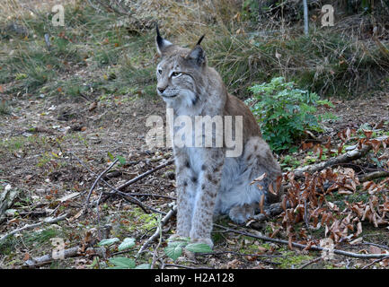 A lynx inside the lynx enclosure at Rabenklippe near Bad Harzburg in the Harz range, Germany, 08 September 2016. Photo: Holger Holleman/dpa Stock Photo