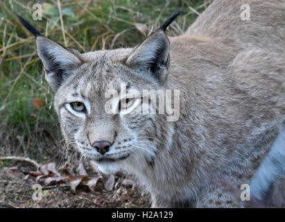 A lynx inside the lynx enclosure at Rabenklippe near Bad Harzburg in the Harz range, Germany, 08 September 2016. Photo: Holger Holleman/dpa Stock Photo