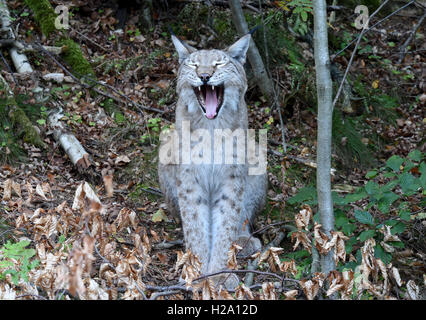 A lynx inside the lynx enclosure at Rabenklippe near Bad Harzburg in the Harz range, Germany, 08 September 2016. Photo: Holger Holleman/dpa Stock Photo