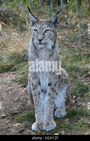 A lynx inside the lynx enclosure at Rabenklippe near Bad Harzburg in the Harz range, Germany, 08 September 2016. Photo: Holger Holleman/dpa Stock Photo