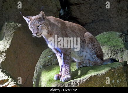 A lynx inside the lynx enclosure at Rabenklippe near Bad Harzburg in the Harz range, Germany, 08 September 2016. Photo: Holger Holleman/dpa Stock Photo