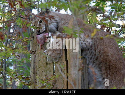 A lynx inside the lynx enclosure at Rabenklippe near Bad Harzburg in the Harz range, Germany, 08 September 2016. Photo: Holger Holleman/dpa Stock Photo