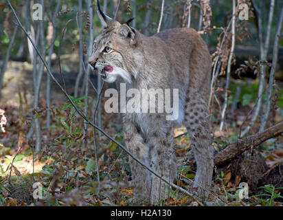 A lynx inside the lynx enclosure at Rabenklippe near Bad Harzburg in the Harz range, Germany, 08 September 2016. Photo: Holger Holleman/dpa Stock Photo