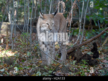 A lynx inside the lynx enclosure at Rabenklippe near Bad Harzburg in the Harz range, Germany, 08 September 2016. Photo: Holger Holleman/dpa Stock Photo