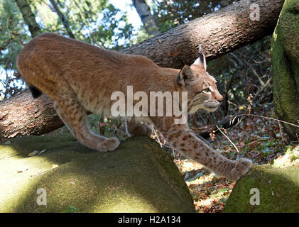 A lynx inside the lynx enclosure at Rabenklippe near Bad Harzburg in the Harz range, Germany, 08 September 2016. Photo: Holger Holleman/dpa Stock Photo