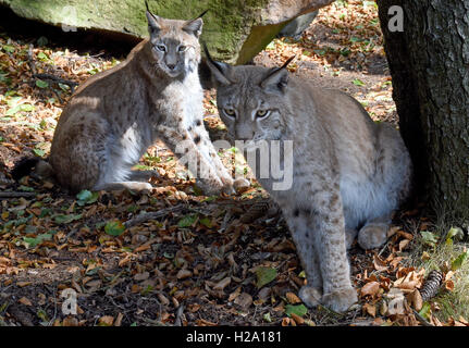 Two lynxes inside the lynx enclosure at Rabenklippe near Bad Harzburg in the Harz range, Germany, 08 September 2016. Photo: Holger Holleman/dpa Stock Photo