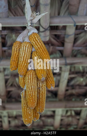 Drying corn cobs hanging from roof Stock Photo
