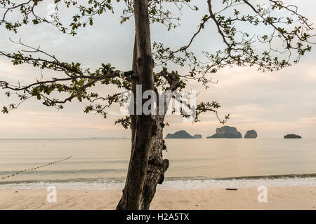 Sunrise at Railey Beach with tree pointing towards karst mountains in Thailand