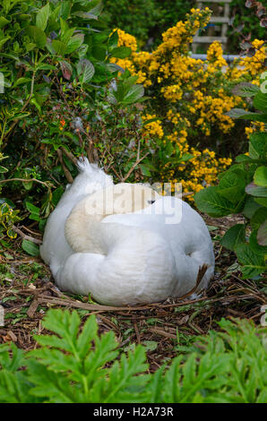 A female Mute Swan sitting on nest Stock Photo