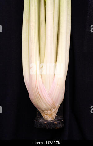 Celery on display at an Autumn Show. Stock Photo