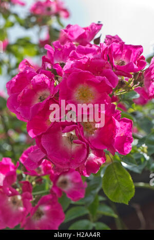 Rose "American Pillar" with pink flowers growing over a wooden rose arch, Berkshire, June Stock Photo