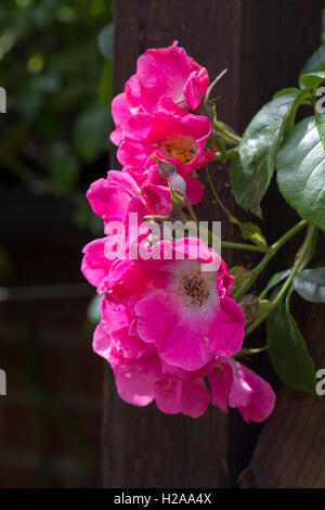 Rose "American Pillar" with pink flowers growing over a wooden rose arch, Berkshire, June Stock Photo