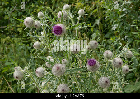 Flowers of large woolly thistle, Cirsium eriophorum, growing on downland, West Berkshire, July Stock Photo