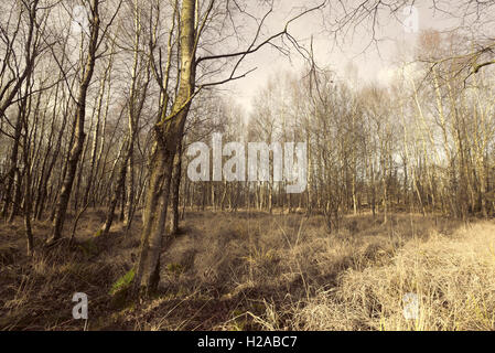 Forest with birch trees in danish nature at autumn Stock Photo