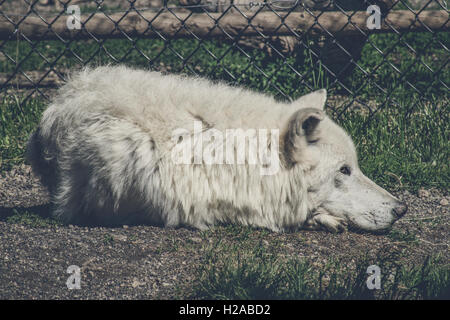 White wolf taking a nap on the ground Stock Photo
