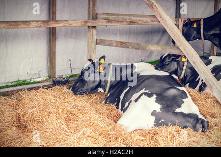 Cows lying in hay in a stable Stock Photo