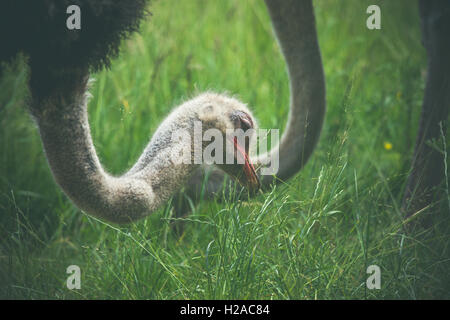 Ostrich eating green grass on a field Stock Photo