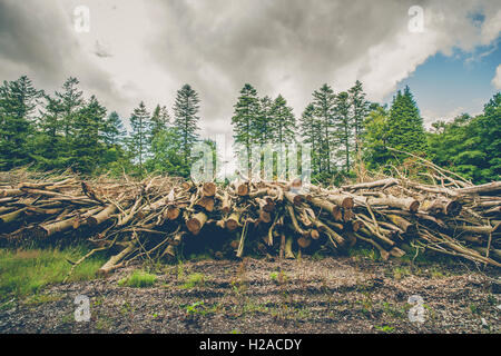 Wooden logs and branches in a pine forest with dark clouds Stock Photo