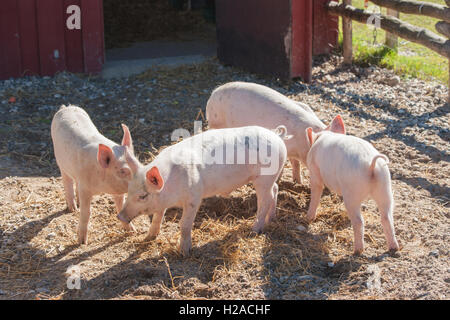 Cute pink piglets in a pigsty at a farm Stock Photo