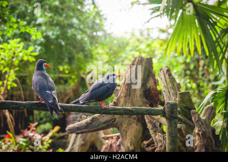 Inca tern on a fence in a tropical jungle Stock Photo